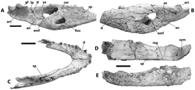 Crocodylus anthropophagus