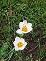 Crocus sieberi 'Bowles White'