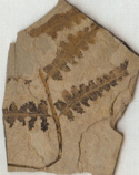 Dennstaedtia christophelii fossil frond