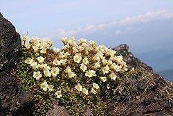 イワウメ、御嶽山の高山帯（岐阜県下呂市）にて、2018年6月26日撮影