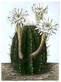 Echinopsis rhodotricha