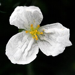 Tiuhavesiruton (Egeria densa, syn. Elodea densa) kukka.