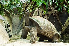 Eine Riesenschildkröte reckt ihren Kopf nach oben und hat Blätter im Maul.