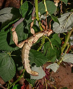 Un phasme de l'espèce Extatosoma tiaratum. (définition réelle 3 663 × 4 452)