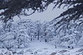 La forêt des Cèdres Parc National de Théniet El Had en hiver.