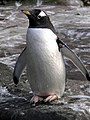 Gentoo Penguin Pygoscelis papua