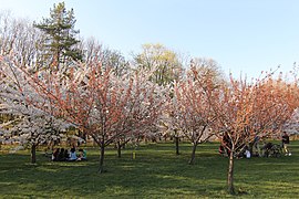 Grădina japoneză