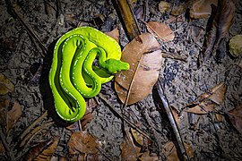 Python vert (Morelia viridis ssp. shireenae) près de la Lockhart River (Queensland) (en), Australie. Janvier 2022.