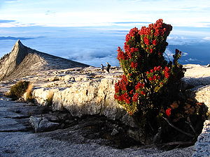 נוף מפסגת הר קִינַבָּאלוּ.