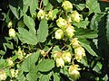 거의 익은 과일을 맺은 홉(Humulus lupulus)의 암꽃