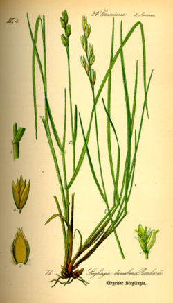 Hina (Danthonia decumbens)