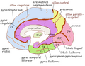 Face inféro-interne de l'hémisphère gauche.