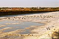 Gaivotas nas Salinas de Vistahermosa