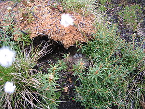 A dark-eyed junco nest with eggs