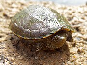 Juvenile, in Arizona