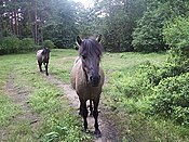 Polish ponies, a.k.a. "koniki"