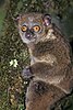 Small-toothed sportive lemur (Lepilemur microdon) in Vohiparara, Ranomafana National Park