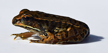 Rana sphenocephala, southern leopard frog metamorph