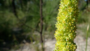 Lomandra preissii