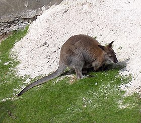 Macropus rufogriseus