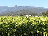 Tobacco crops in the Ovens Valley