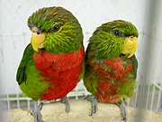 Two green parrots with red bellies and large yellow beaks