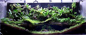 An aquarium viewed from the front. At the bottom front, dark substrate material is built up high at the left and right sides, and low in the center, and its surface is covered in tiny green plants. Water fills the center of the tank, to about the halfway up the total height of the tank. Many and various larger plants grow above the water, and over the back wall of the aquarium.