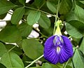 অপৰাজিতা Clitoria ternatea