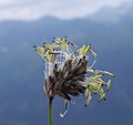 Oreochloa disticha