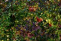 Parthenocissus quinquefolia