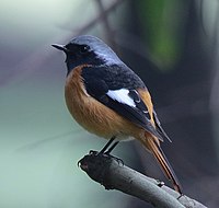 Male in Vietnam