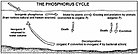 Phosphorus cycle