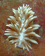 Phyllodesmium serratum.