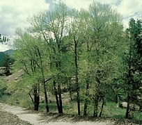 Группа Populus angustifolia