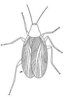 Reconstruction of Progonoblattina (=Archoblattina) beecheri from the Late Carboniferous of North America