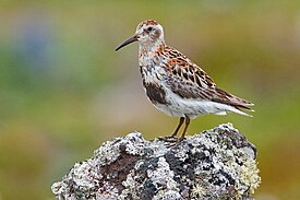 Берингийский песочник (Calidris ptilocnemis)