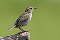 Saltmarsh Sharp-tailed Sparrow, MNSA, NY