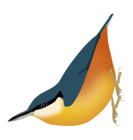 Kashmir Nuthatch