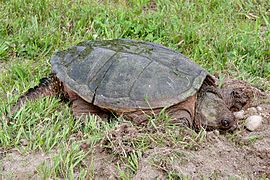 Une tortue serpentine femelle (Chelydra serpentina) à la recherche d'un endroit convenable pour pondre.