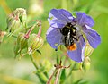 Wiesen-Storchschnabel mit Hummel