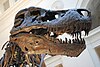 Sue, a Tyrannosaurus rex specimen discovered in South Dakota.