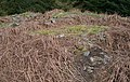 Craigcaffie ( Teroy ) Broch or Fort