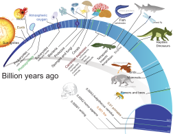 Chronologie de l'évolution du vivant (cliquer pour agrandir)