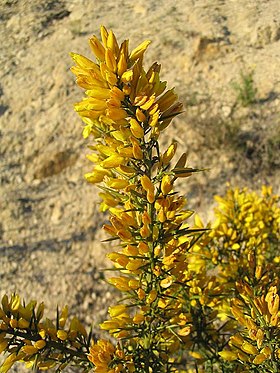 Ulex parviflorus