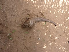 Pangolin.