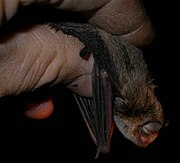 Brown bat