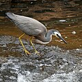 White-faced Heron