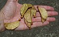 Seeds at Muston Park