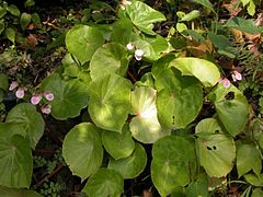 Begonia fenicis