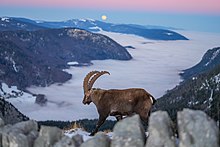 A large, goat-like animal with long, backward-curving horns walks from right to left across a mountain ridge. Behind it is a snowy mountain landscape and a rising full moon in a twilight sky.